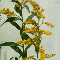 Canadian Goldenrod